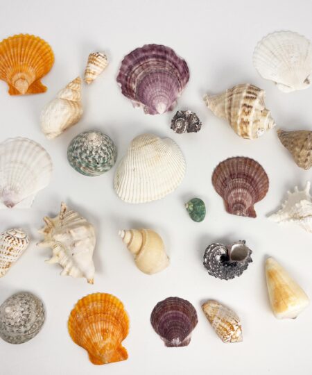 23 vintage sea shells of various smaller sizes - approx 1 pound